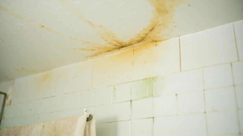 Signs of Hidden Mold in Miami FL 33130